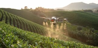 Jakie są rodzaje systemów korzeniowych?