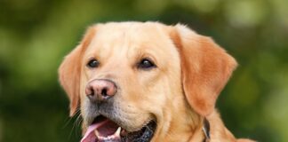 Czy labrador jest chorowity?