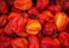 Co ostrzejsze chili czy habanero?