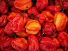 Co ostrzejsze chili czy habanero?