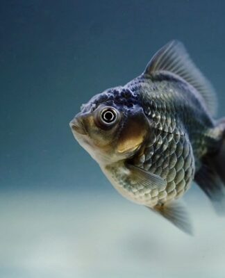 Jak długo można zostawić rybki bez pokarmu?