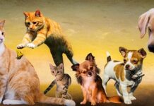 Czy psy rozumieją co mówimy?