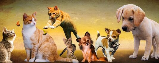 Czy psy rozumieją co mówimy?