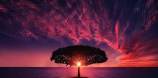 Z jakiego drzewa gałęzie do akwarium?