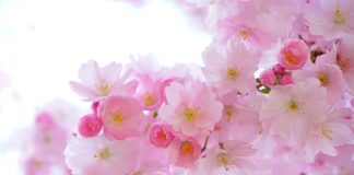 Jak mocować rośliny na korzeniu w akwarium?