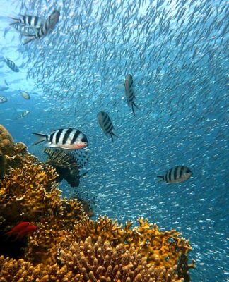 Czy koralowce to rośliny?