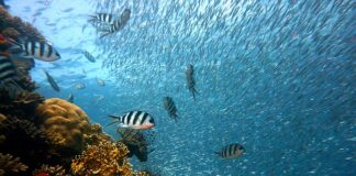 Jak stosować Coral Mine?