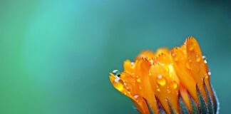 Które aksamitki są jadalne?