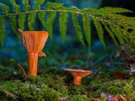 Gdzie wyrzucać kapsle od piwa?