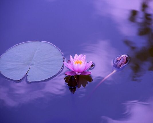 Czy lilie są szkodliwe?