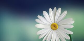 Czy jest biały koral?