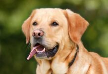 Ile ruchu dla labradora?