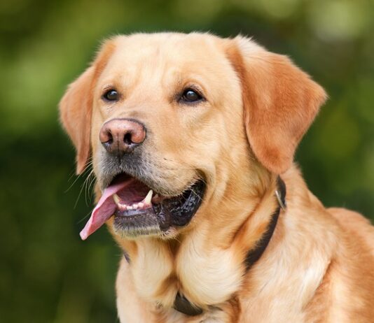 Ile ruchu dla labradora?