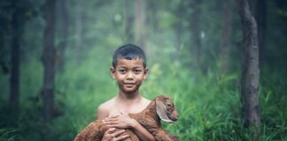 Czy kozie mleko podnosi cholesterol?