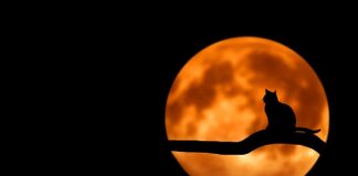 Czy kot może się obrazić?