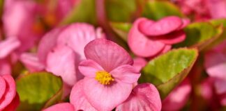 Czy kwiaty begonii są jadalne?