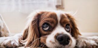 Jak nauczyć psa komendy daj łapę?