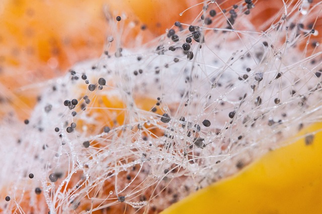 Co pali w papryce? Co pali w papryce?