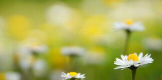 Jak długo powinno się świecić światło w akwarium?