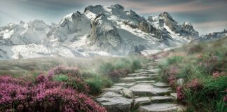 Co dać pod kamienie w akwarium?