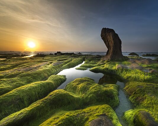 Co zyskują glony dzięki koralowce?