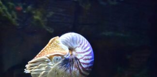 Czy rafy koralowe wymierają?