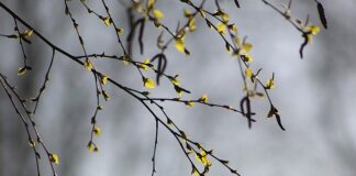 Czy brzoza nadaje się do akwarium?