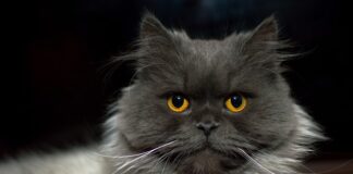 Dlaczego kot miauczy przed zrobieniem kupy?