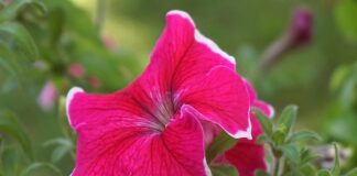 Czy kwiat surfinii jest jadalny?