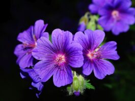 Czy liście pelargonii są jadalne?