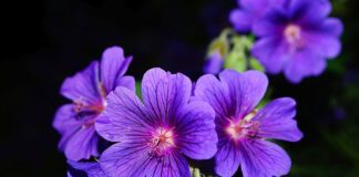 Czy liście pelargonii są jadalne?