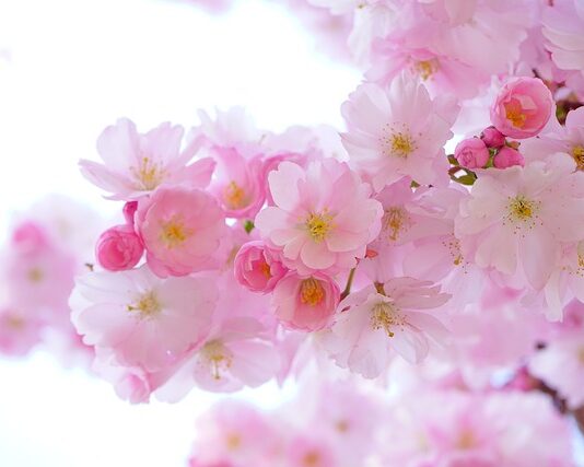 Co zrobić aby rośliny rosły w akwarium?