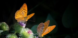 Jak zrobić masę orzechową z budyniem?