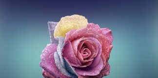 Czym się różni krem orzechowy od masła orzechowego?