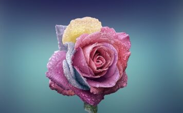 Czym się różni krem orzechowy od masła orzechowego?