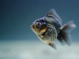 Ile razy dziennie karmić rybki w akwarium?