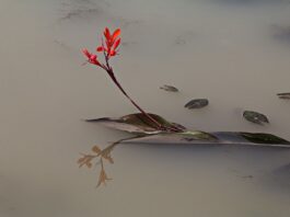 Jak długo utrzymuje się mętna woda w akwarium?