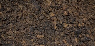 Jak zrobić zalewę do owoców?