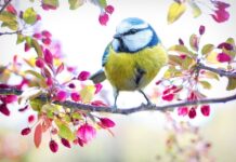 Jaki ser żółty jeść przy wysokim cholesterolu?