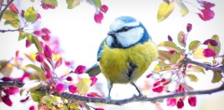 Jaki ser żółty jeść przy wysokim cholesterolu?