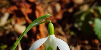 Jaka jest najbardziej trująca roślina w Polsce?