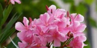 Czy Oleandry są trujące?