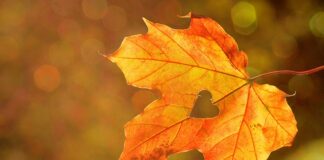 Co daje liść laurowy w praniu?