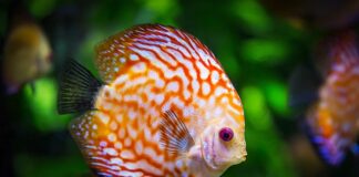 Czy do akwarium można włożyć kamienie?