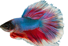 Czy gupiki zjadają swoje małe? Czy gupiki zjadają swoje małe?