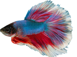 Czy gupiki zjadają swoje małe?