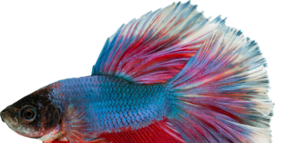 Czy gupiki zjadają swoje małe?