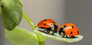 Czy w Biedronce jest ser kozi?