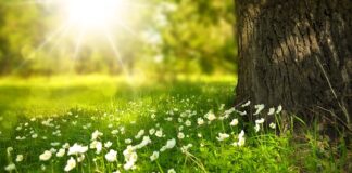 Czy kwiaty drzew owocowych są jadalne?